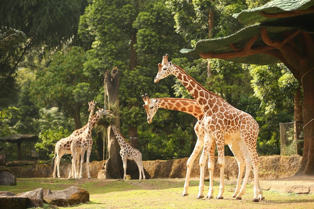 taman safari